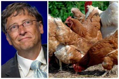 El gobierno boliviano se muestra indignado con la propuesta de Bill Gates de donar gallinas