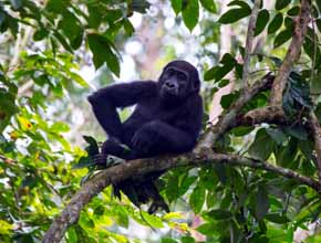 En busca de los últimos gorilas en uno de los parques más bellos del mundo