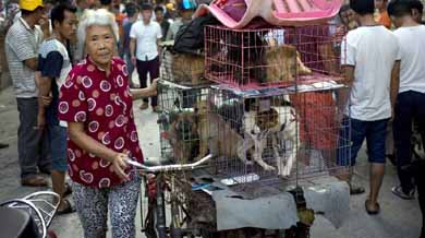 China celebró su mayor y más polémico festival de la carne de perro