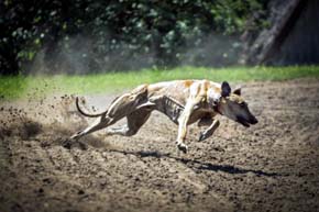 Un Estado en Australia pone fin a las carreras de perros galgos por considerarlo maltrato animal
