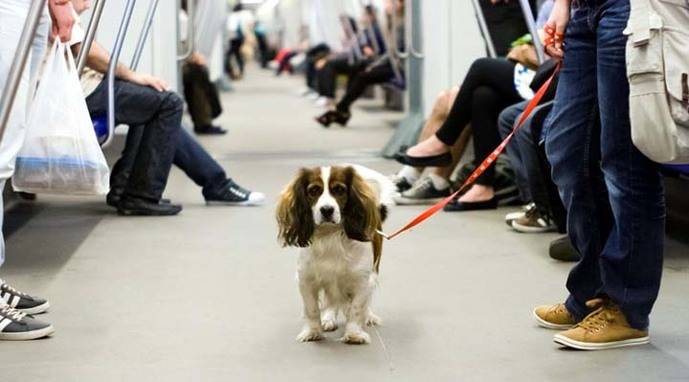 La Comunidad de Madrid ha autorizado a los perros, a viajar en el Metro...