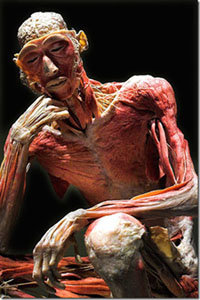 La muestra 'El cuerpo humano: real y fascinante'
