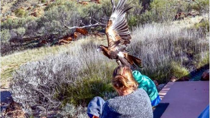 Un águila intenta llevarse a un niño durante una exhibición