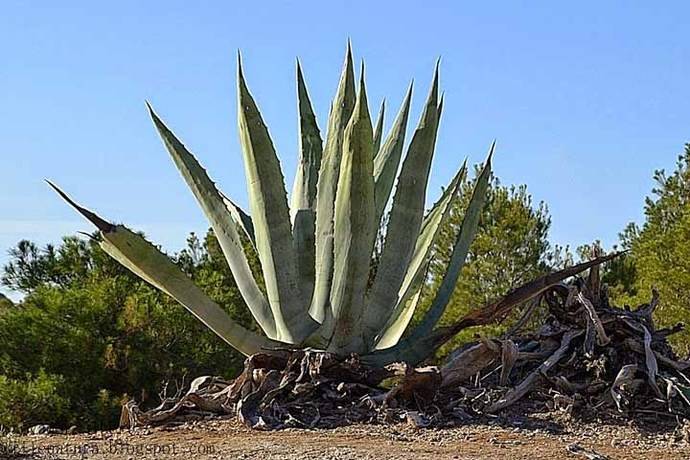 El agave, planta con la que se produce el tequila