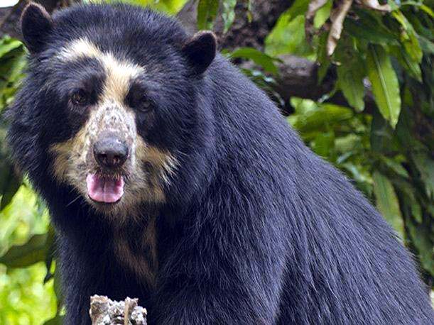 Perú protegerá al oso de anteojos. (Foto: Serfor)
