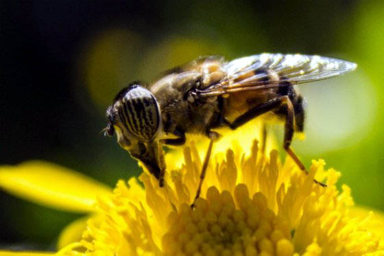 Pesticidas, posibles culpables de la desaparición de las abeja