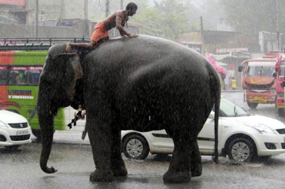 Francia prohíbe el comercio de marfil de elefante y de cuernos de rinoceronte