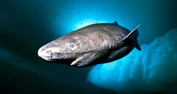 Un tiburón, el animal más longevo del planeta