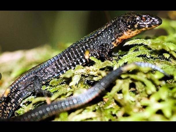 Esta nueva especie de lagartija fue descubierta en el Santuario Histórico de Machu Picchu.