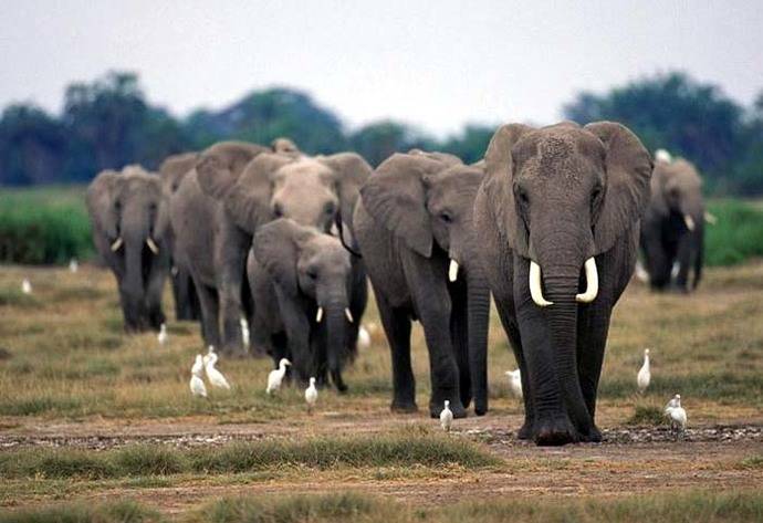 Fuerte descenso en el número de elefantes