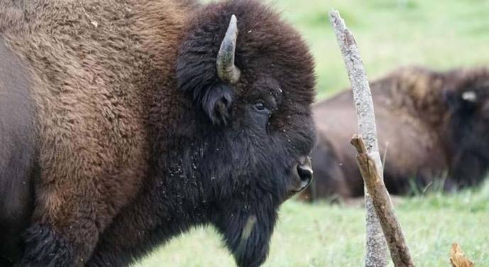 Destaca la aparición de bisontes esteparios leones, leopardos y ciervos