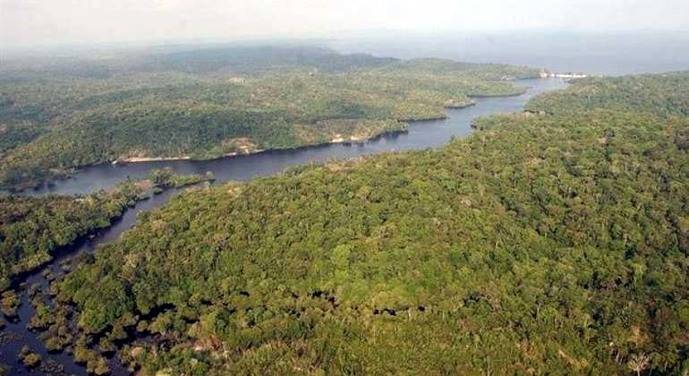 Tramo de la selva amazónica. 