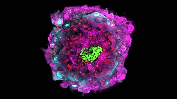 La fertilización integra múltiples procesos para transformar el material del espermatozoide y el óvulo en un embrión, un desarrollo conocido como reprogramación, en el que se producen cambios en los cromosomas y el ADN.