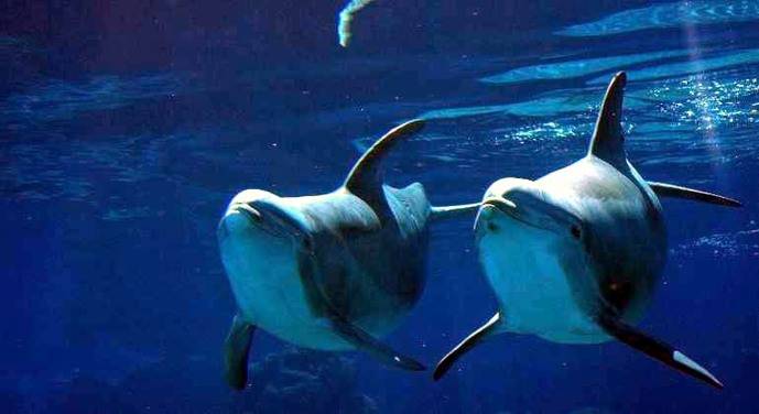 Los delfines podrían tener un lenguaje propio