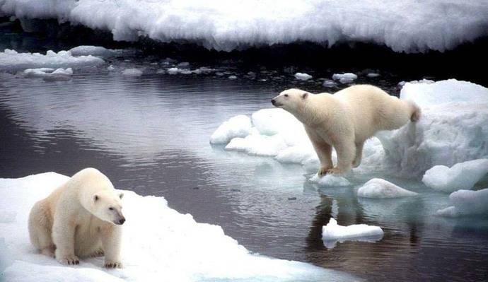 Los osos polares se están quedando sin hielo en el Ártico