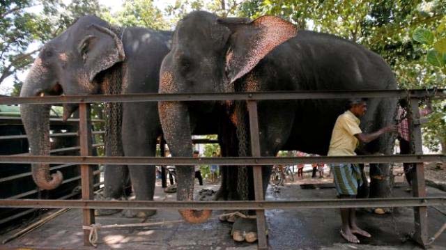 Sri Lanka: Pelea de elefantes deja un muerto y doce heridos