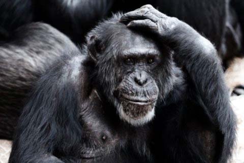 Quedan 63 chimpancés vagando en seis islas de Liberia. 