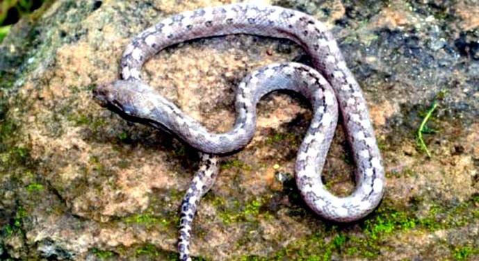 La serpiente fantasma con ojos de gato: una nueva especie habitante en Madagascar