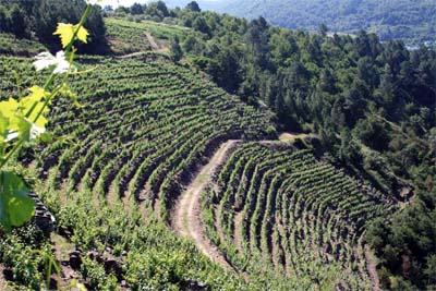 Ribeira Sacra, el jardín de Breogán