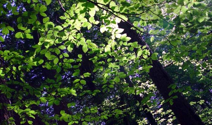 Un estudio identificó cómo las plantas sobreviven a las sequías