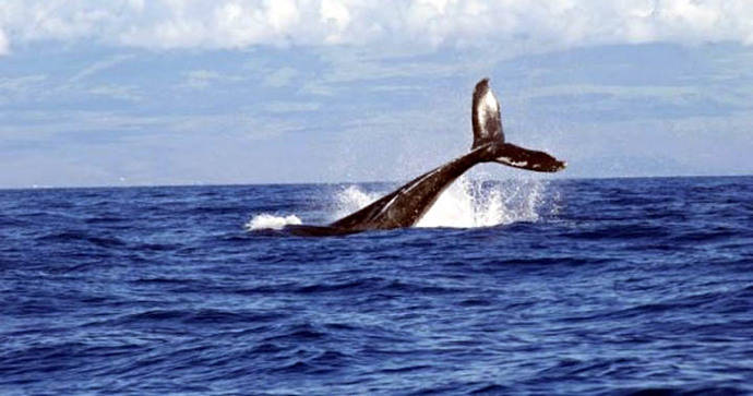 Este lunes se reanudó debate mundial sobre caza y protección de ballenas