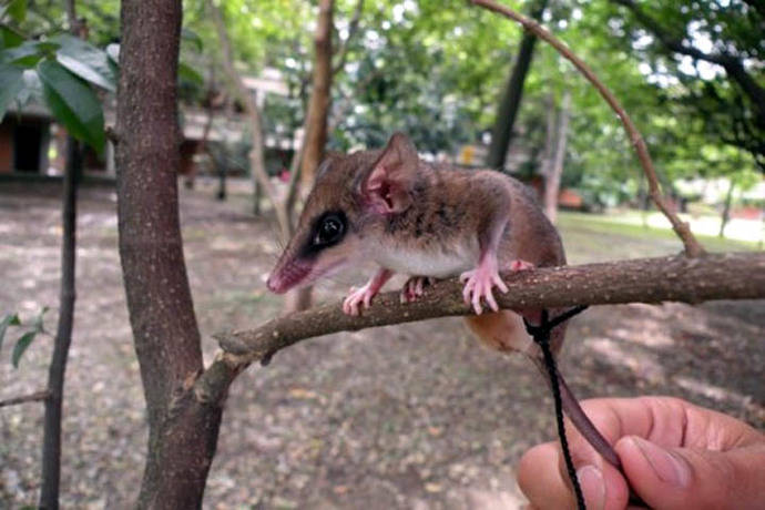 Descubren dos nuevas especies de chuchas en Colombia