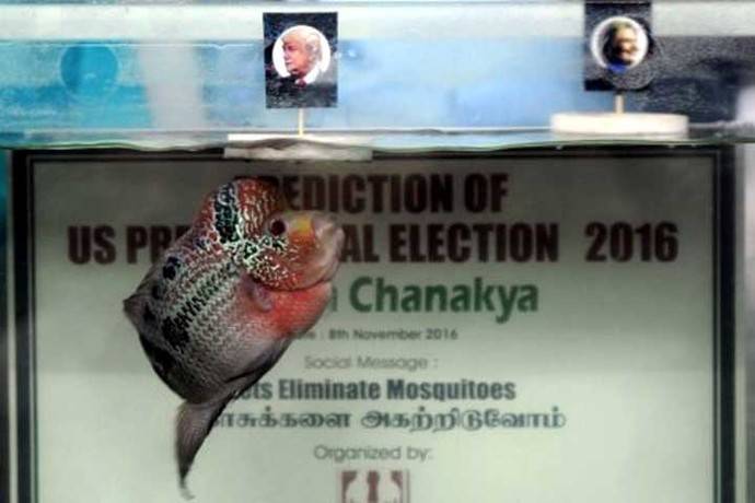 El pez indio que predice victoria de Donald Trump en elecciones de EE.UU.