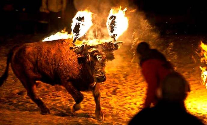 El Toro Jubilo de Medinaceli, una barbarie inaceptable...
