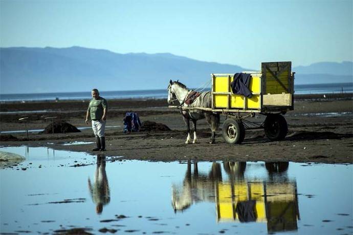 los algueros tienen que sembrar el pelillo en la playa de Coihuín de Chile