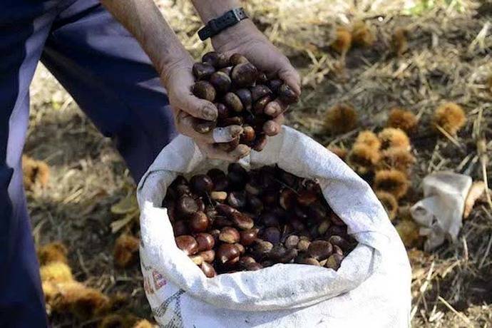 La castaña: alma del bosque y regalo de la naturaleza