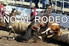 ¡¡NO al Rodeo!!