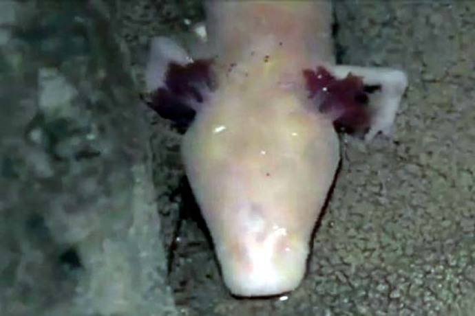 Descubren 30 especies nuevas dentro de una cueva en Croacia
