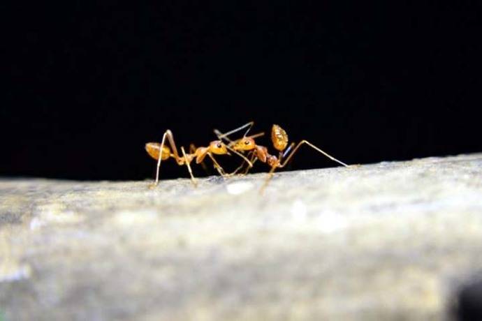 Hormigas de las Islas Fiji, pioneras de la agricultura