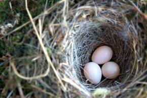 Las parejas de pájaros se reparten tareas para poder defender el nido