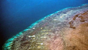 El 67% de corales del norte de la Gran Barrera de Australia ha muerto
