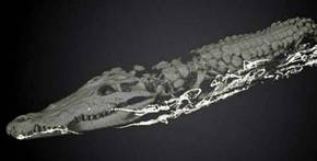 Hallan 47 crías dentro de un cocodrilo momificado de hace 2.500 años