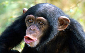A los monos sólo les falta un mejor cerebro para poder hablar
