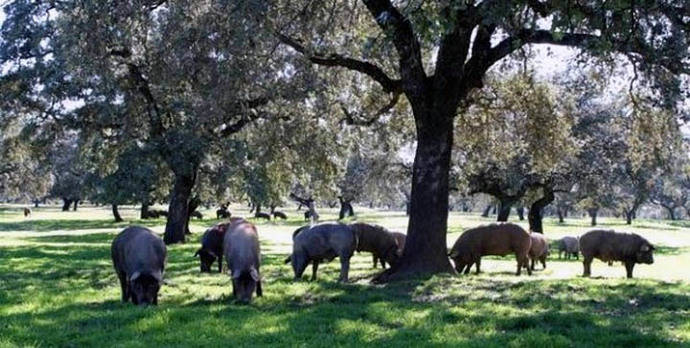 Primera edición de los premios Porc d’Or Ibérico