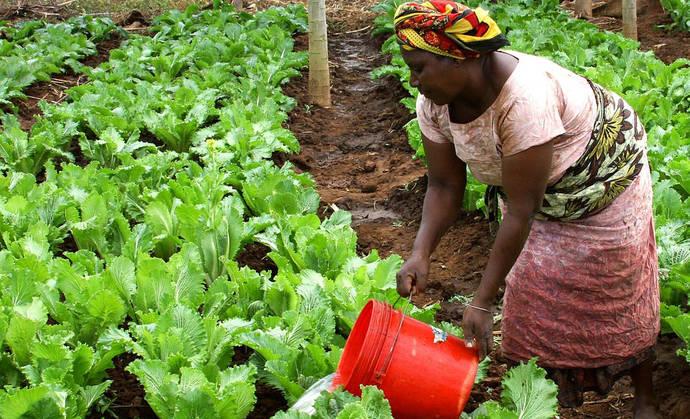 El África subsahariana pasará más hambre en 2050