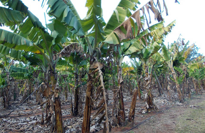 Plantación de bananas