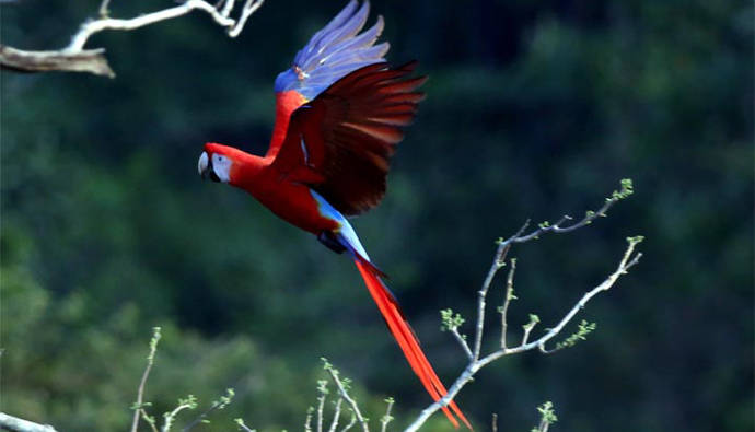 Liberación de Guacamayas en Chiapas