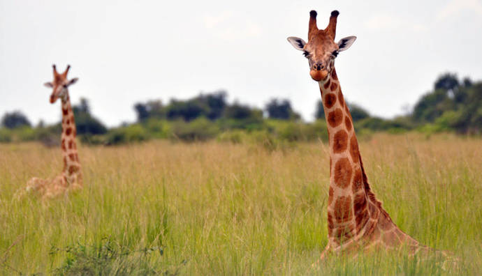 La jirafa africana se convierte en especie amenazada