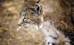 Científicos españoles secuencian el genoma del lince ibérico