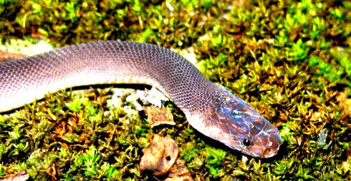 Descubren en el río Mekong 163 nuevas especies, entre ellas una serpiente arcoíris