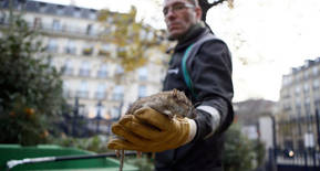 Así lucha París para erradicar la plaga de ratas en sus parques