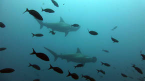 Más de 30 especies de tiburones y rayas podrían extinguirse
