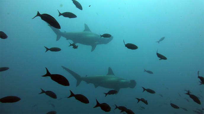 Es la primera vez que el tiburón martillo aparece en la relación de especies del Mediterráneo en peligro crítico