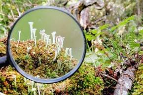 Ecoturismo con lupa para ver los bosques en miniatura de Cabo de Hornos, Chile