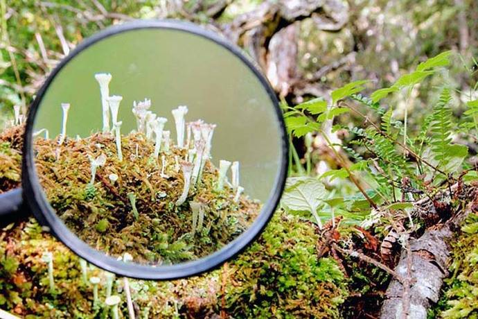 Ecoturismo con lupa para ver los bosques en miniatura de Cabo de Hornos, Chile