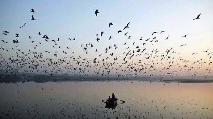 Las aves de ambientes cambiantes tienen cerebros más grandes